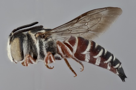 [Coelioxys menthae male (lateral/side view) thumbnail]